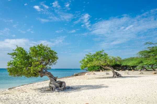 The Divi Tree famous 